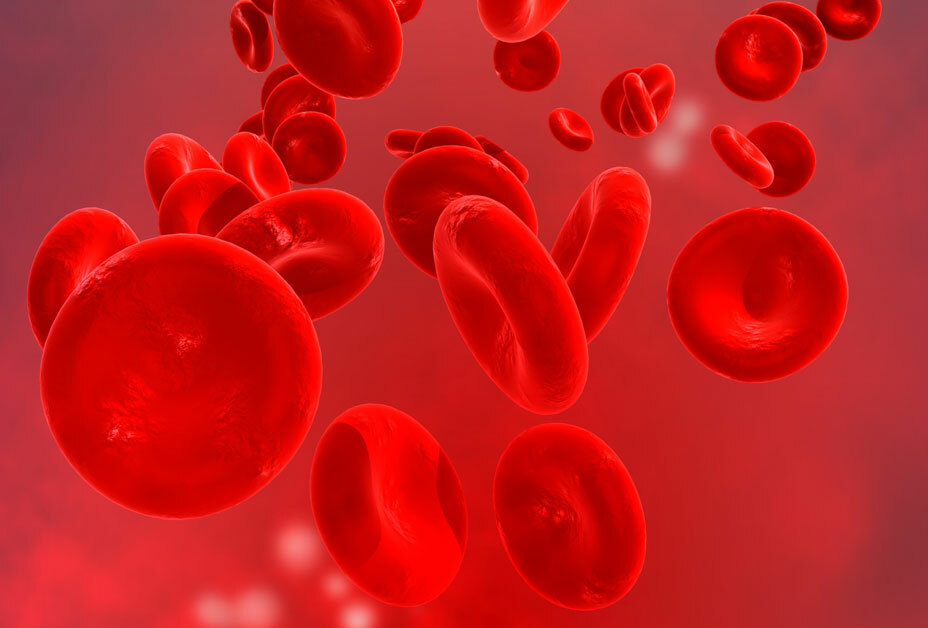 sel darah
