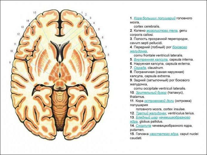 inner capsule of the brain