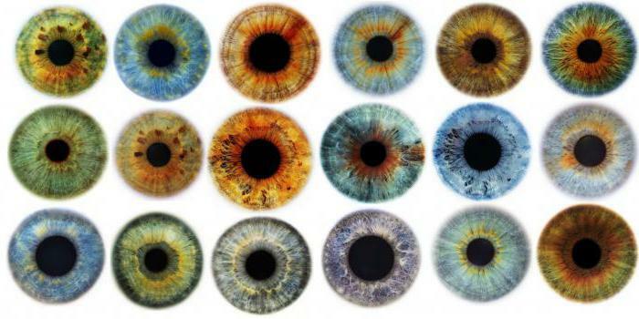 datos interesantes sobre la estructura y el trabajo del ojo