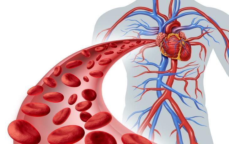 Arteries and veins of the great circle of blood circulation