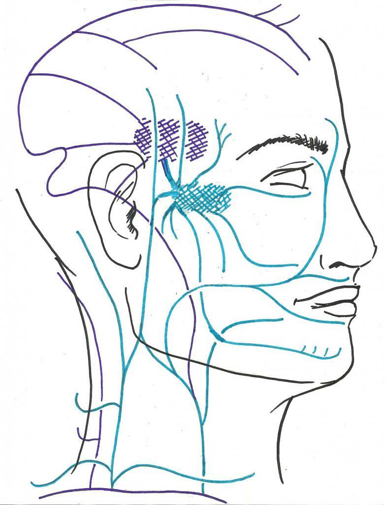 ורידים של הראש והצוואר