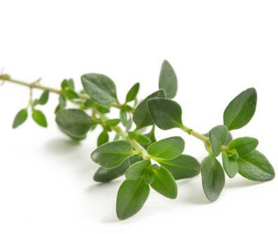 herbs of thyme