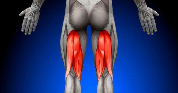 anterior group of hamstrings