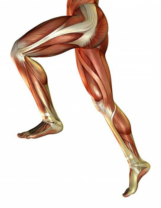 the rear group of muscles of the thigh exercises
