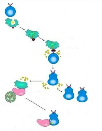مقارنة المناعة الخلوية والخلطية