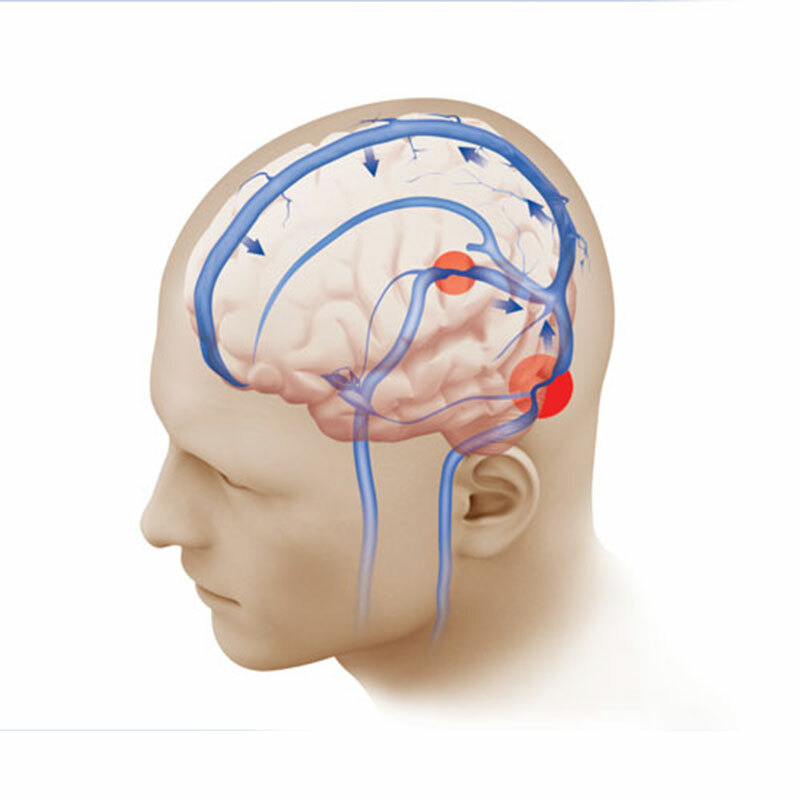 Anatomie des Kopfes und Halses