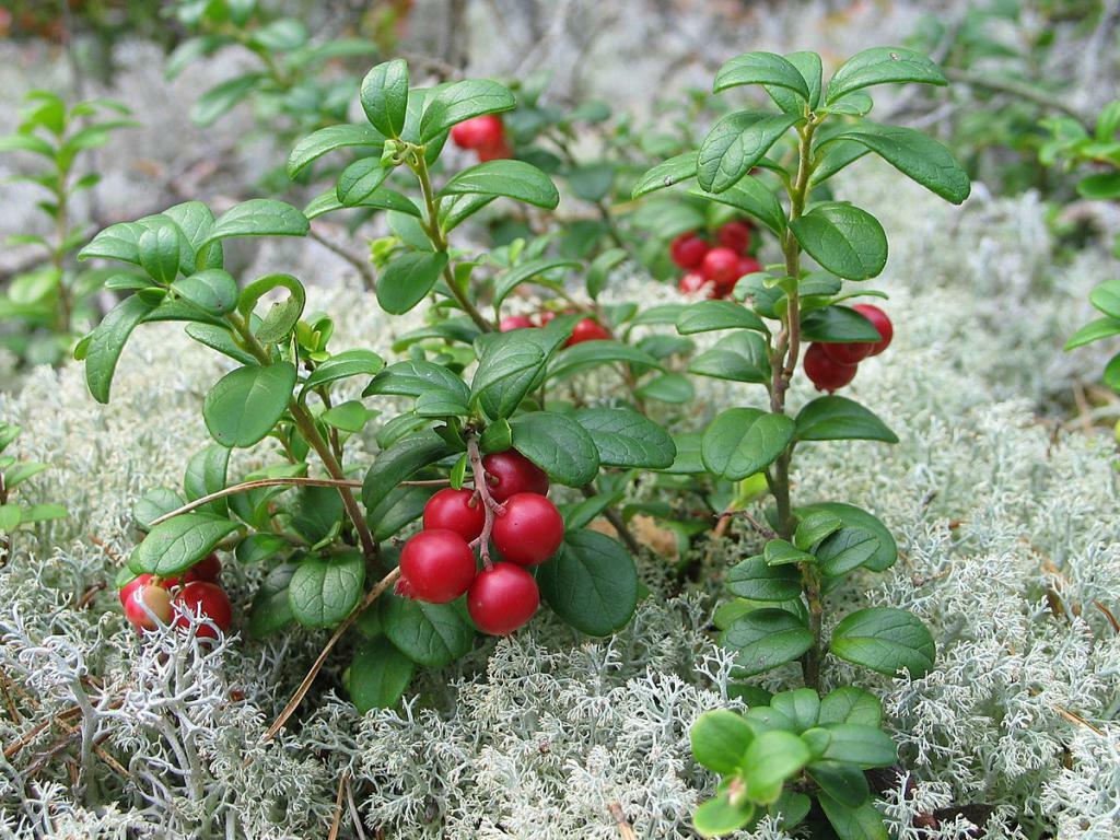 Cowberry increases or lowers pressure