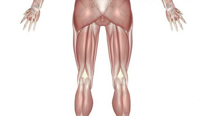 back muscle group of the thigh anatomy