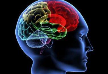 cerebral ultrasonography of the brain