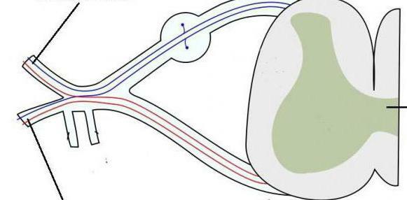 nerves of the cervical plexus