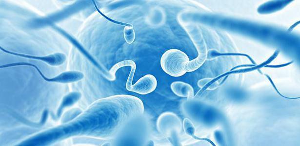 capillary sperm method