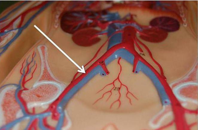 external iliac artery