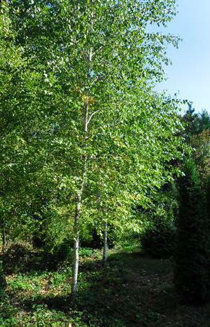 birch leaves application