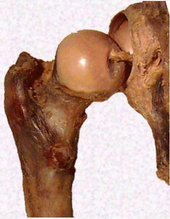 Cartilaginous tissue features of structure and function