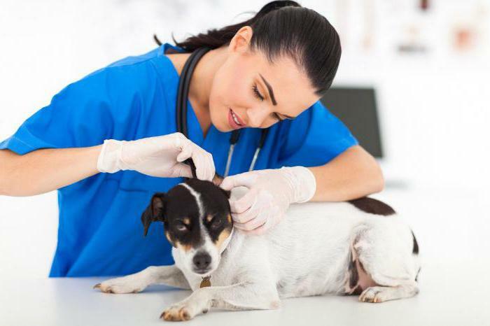 lacezové homeopatické indikácie pre použitie vo veterinárnej medicíne