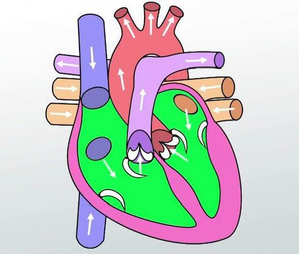 ما يحدث في كل مرحلة من دورة القلب