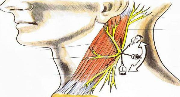 nerves of the cervical plexus