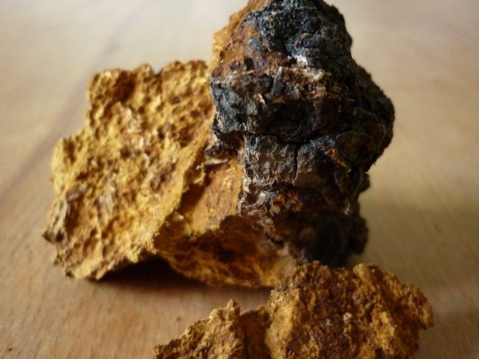 chaga tratament