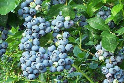 Benefit and harm of blueberry