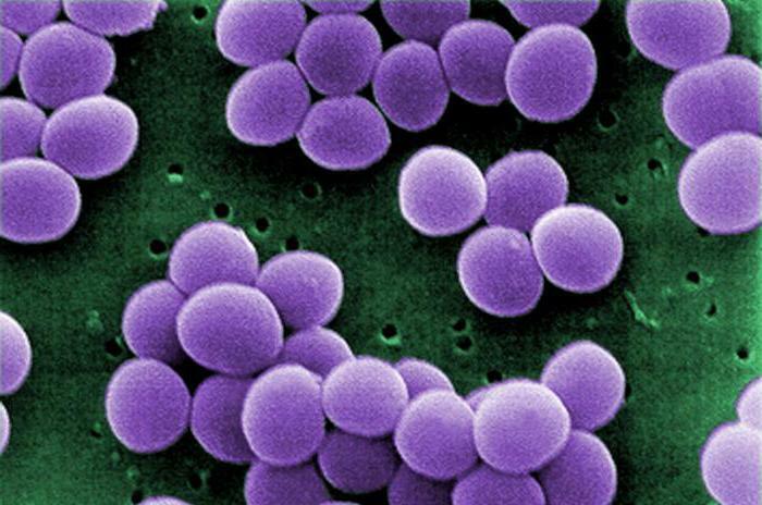 Staphylococcus v liečbe nosa a krku