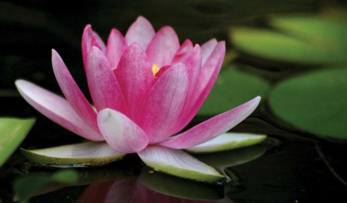 lotus pictures