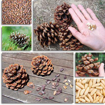 pine nuts application