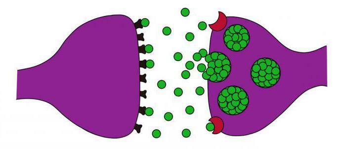 classification of cholinergic synapse stimulating agents