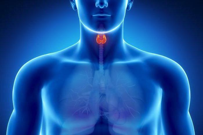 colloid nodes of the thyroid gland