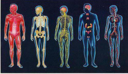 štruktúru a funkcie ľudského tela