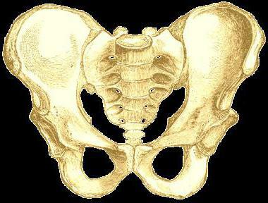 pelvic bone, detailed pelvis anatomy