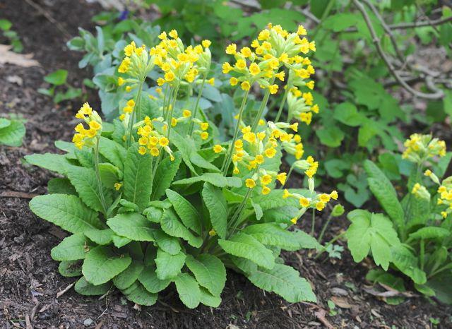 primroses liečivých rastlín