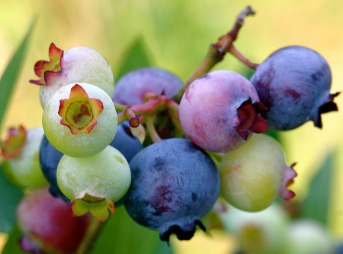 Blueberries during pregnancy and lactation