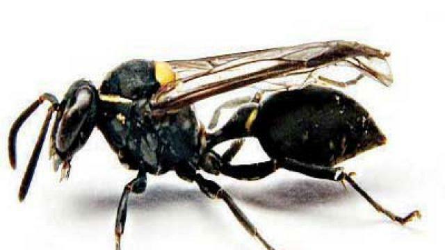 poison of the brazilian wasp medicine