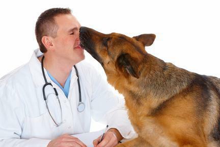Dexamethasone injections for dogs