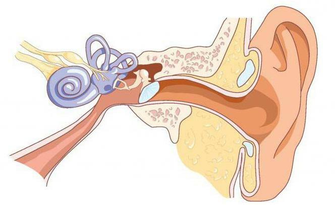 anatomy of the ears