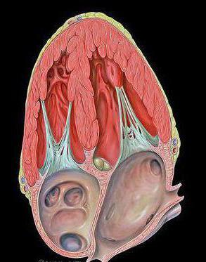 impulsul apical