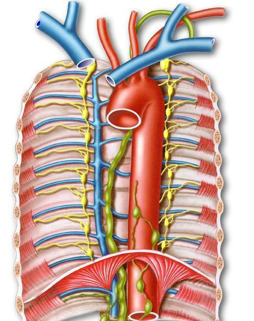 toracică