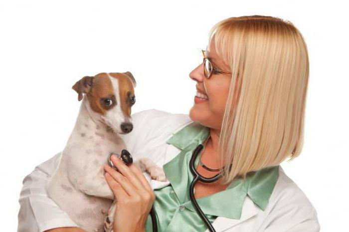 oraș veterinar clinica moscow