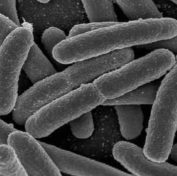 Escherichia coli in the smear: how serious is it?