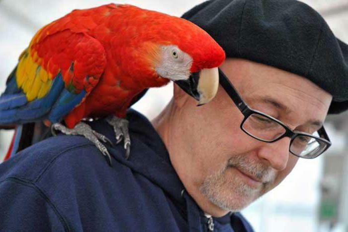 How is the parrot allergy in a child manifested?