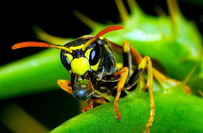 the poison of the Brazilian wasp