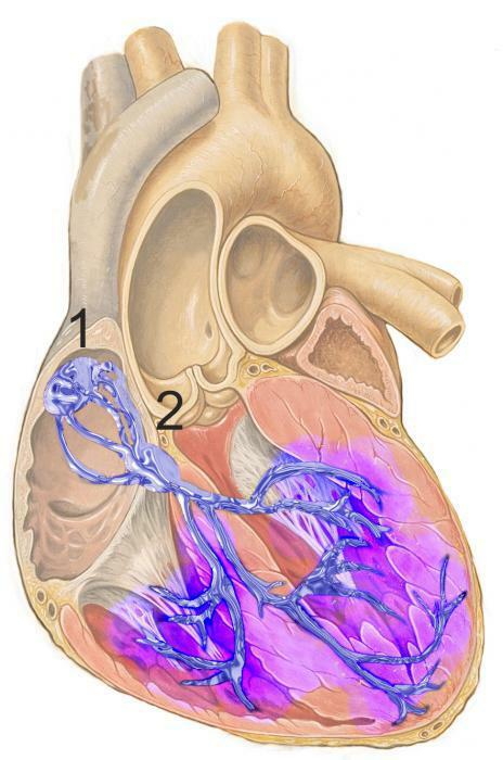 blocul sinoatrial