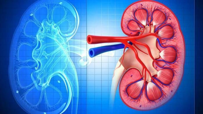 kidney removal postoperative period