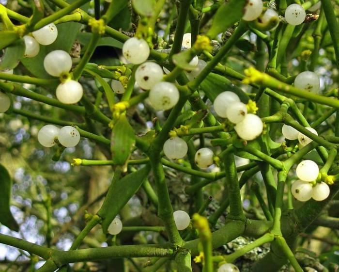 mistletoe white properties