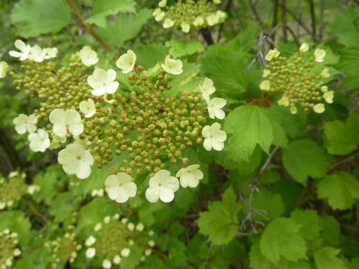flowers of the viburnum medicinal properties and contraindications