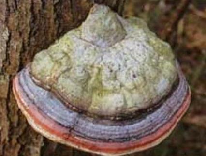 agaricus lærk svamp