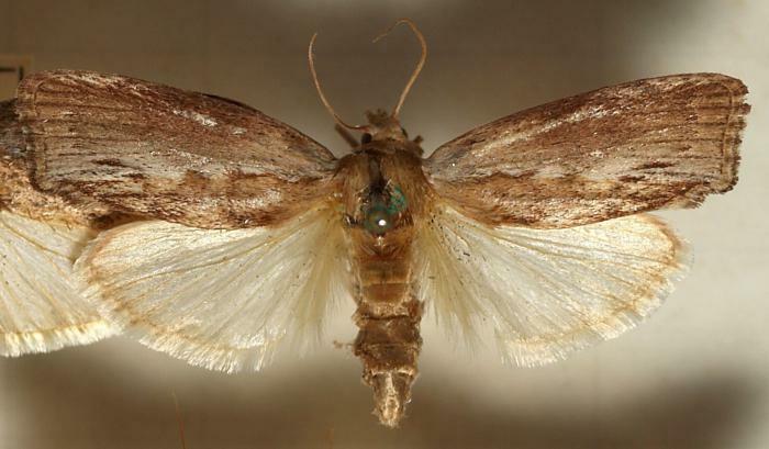wax moth