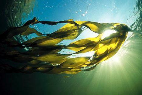 kelp in tablets reviews