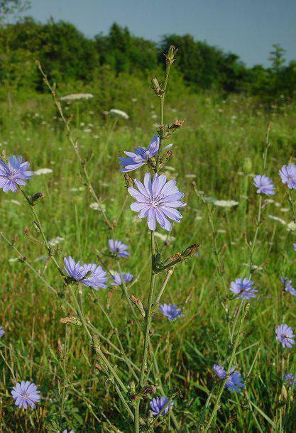 use of chicory flowers