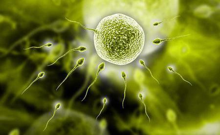 whether it is possible to become pregnant with inactive spermatozoons